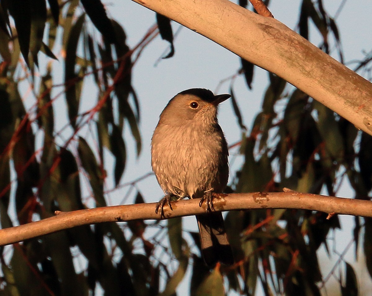 Gray Shrikethrush - ML550400031