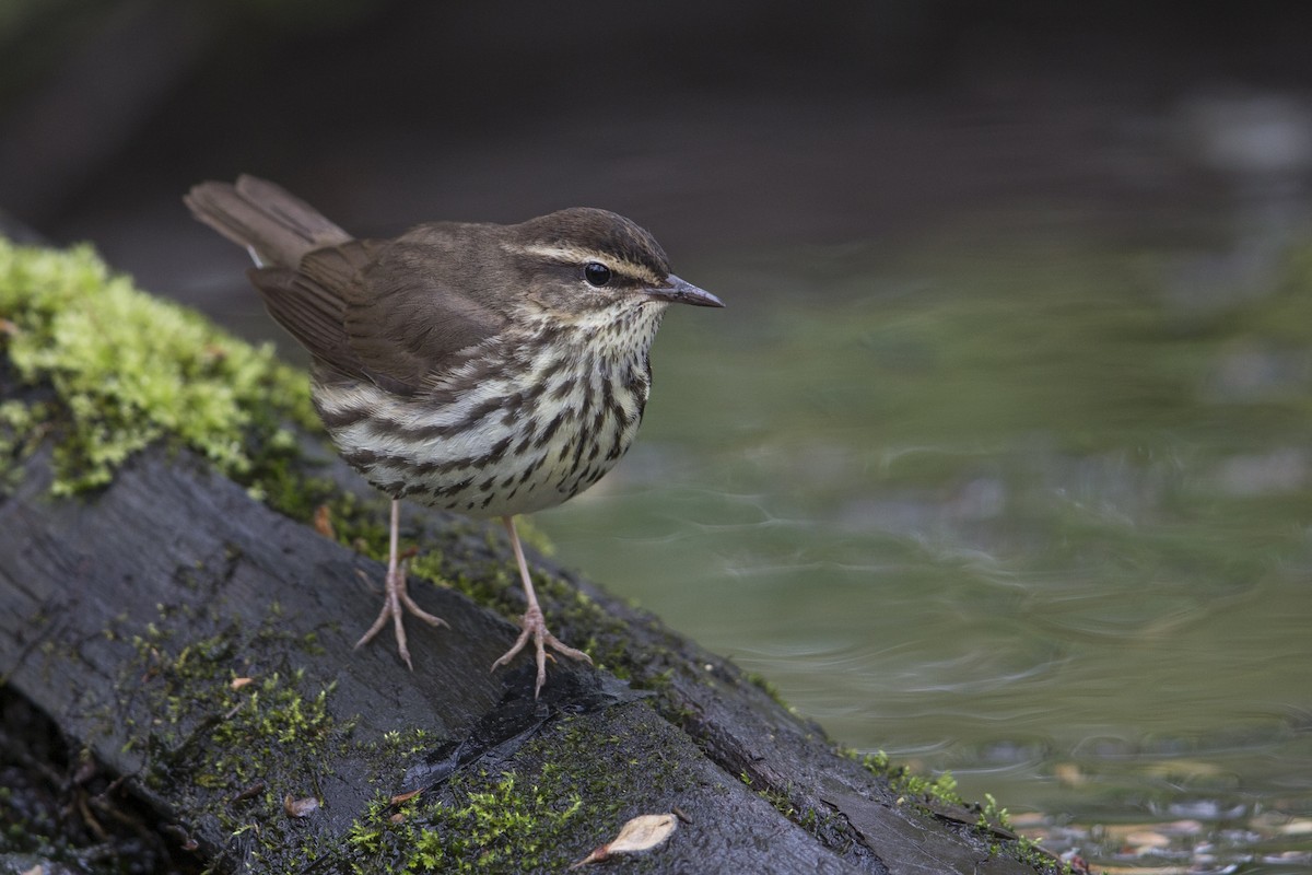 Northern Waterthrush - ML550401681