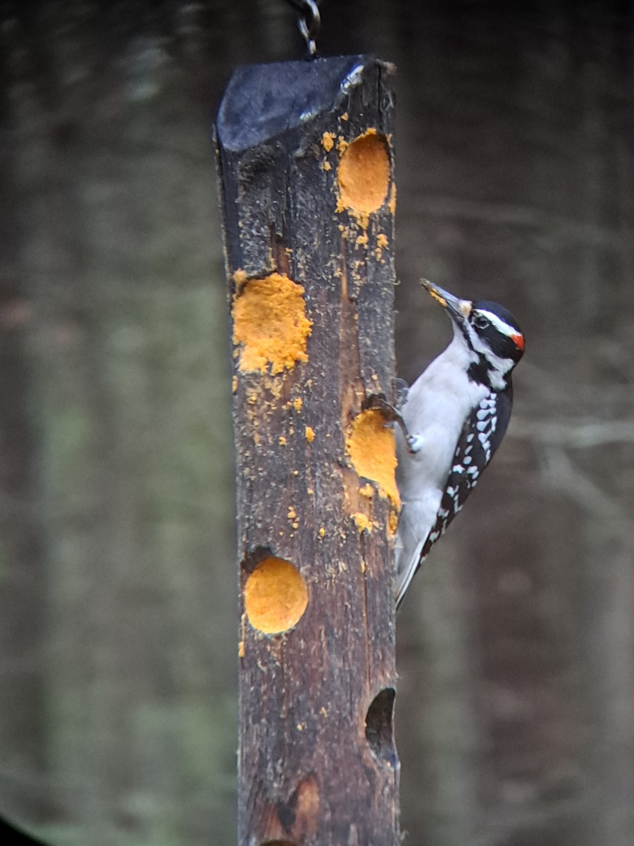 Hairy Woodpecker - ML550402351
