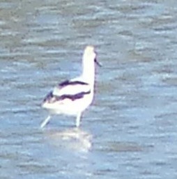 American Avocet - ML550403311