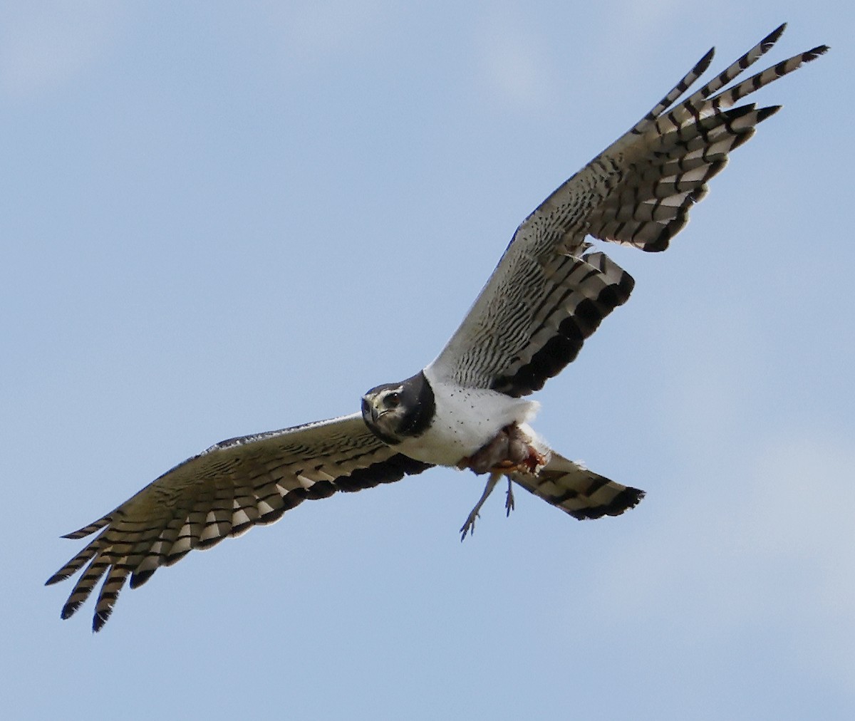 Long-winged Harrier - ML550403381