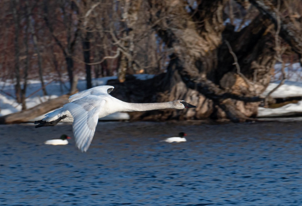 Trumpeter Swan - ML550406921