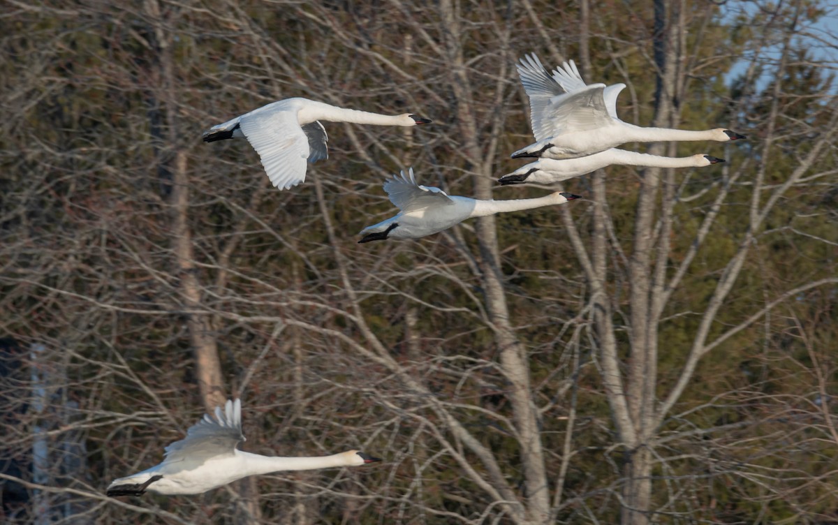 Trumpeter Swan - ML550406931