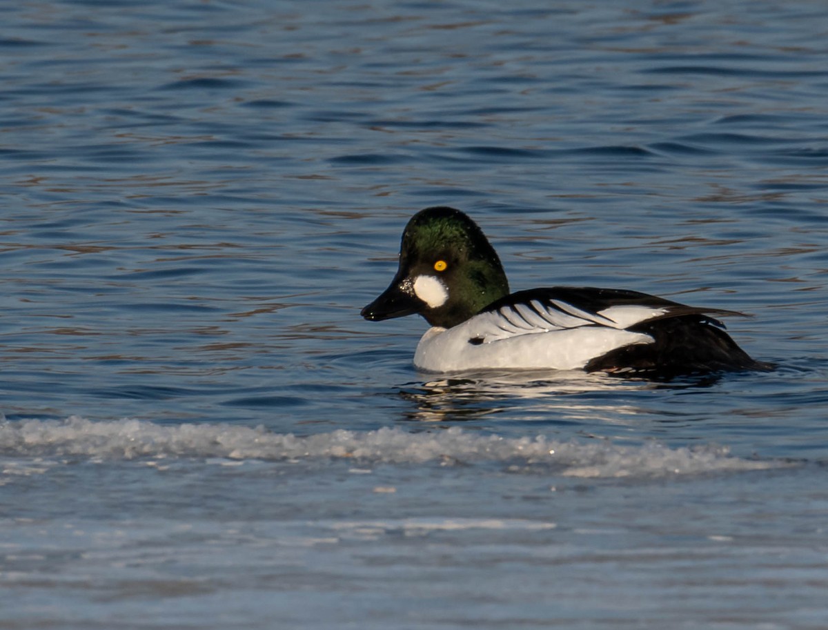 Common Goldeneye - ML550407131