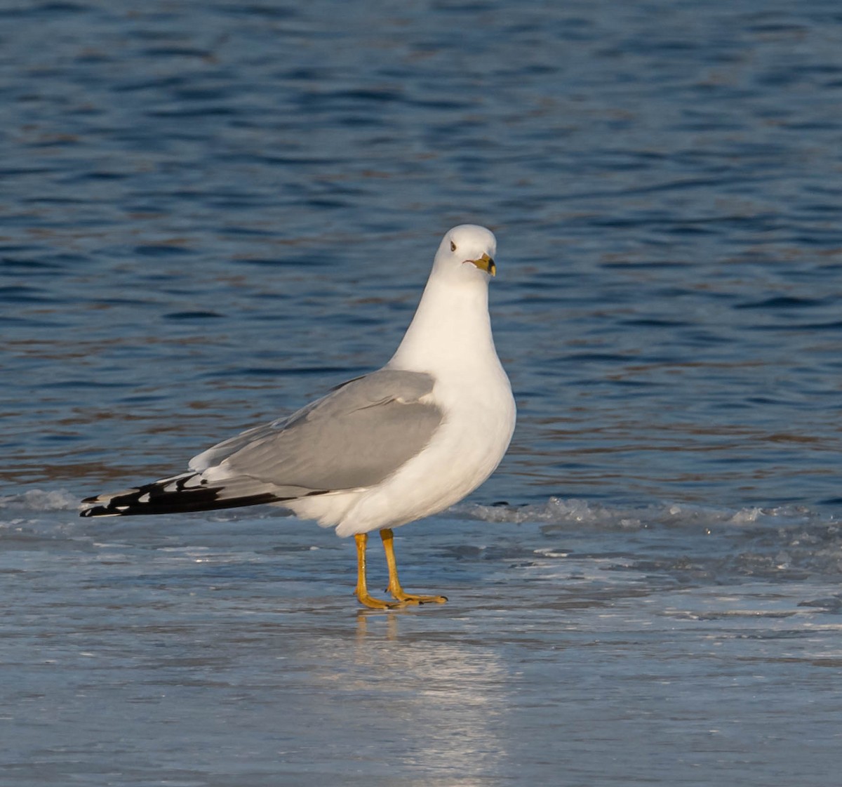 Ring-billed Gull - ML550407191