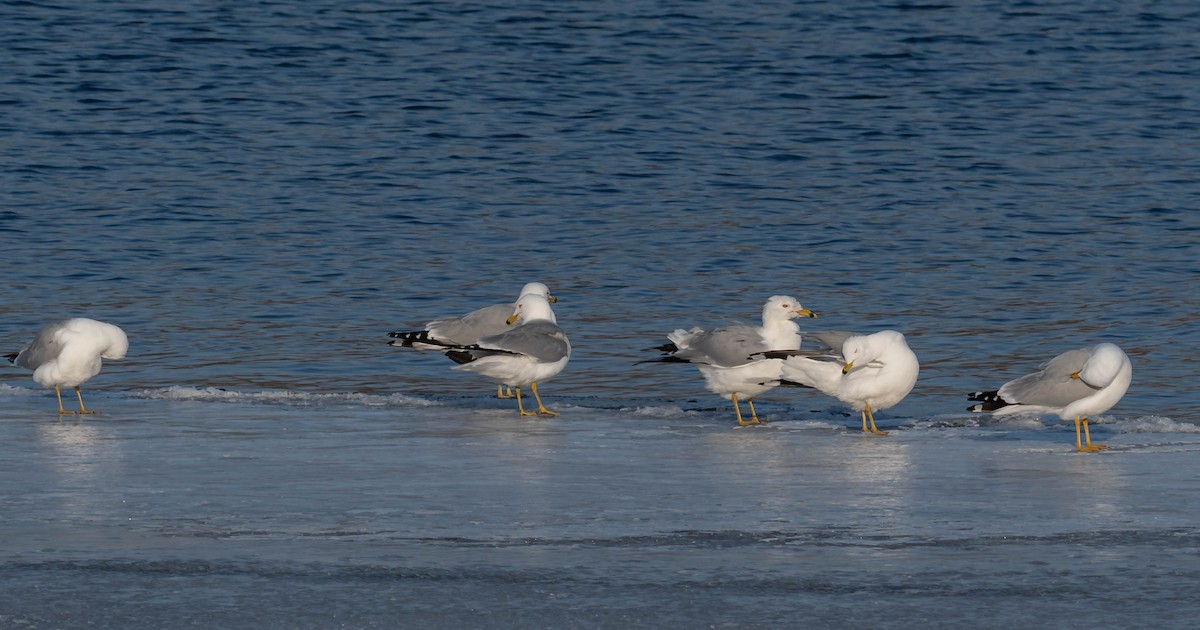 Ring-billed Gull - ML550407201
