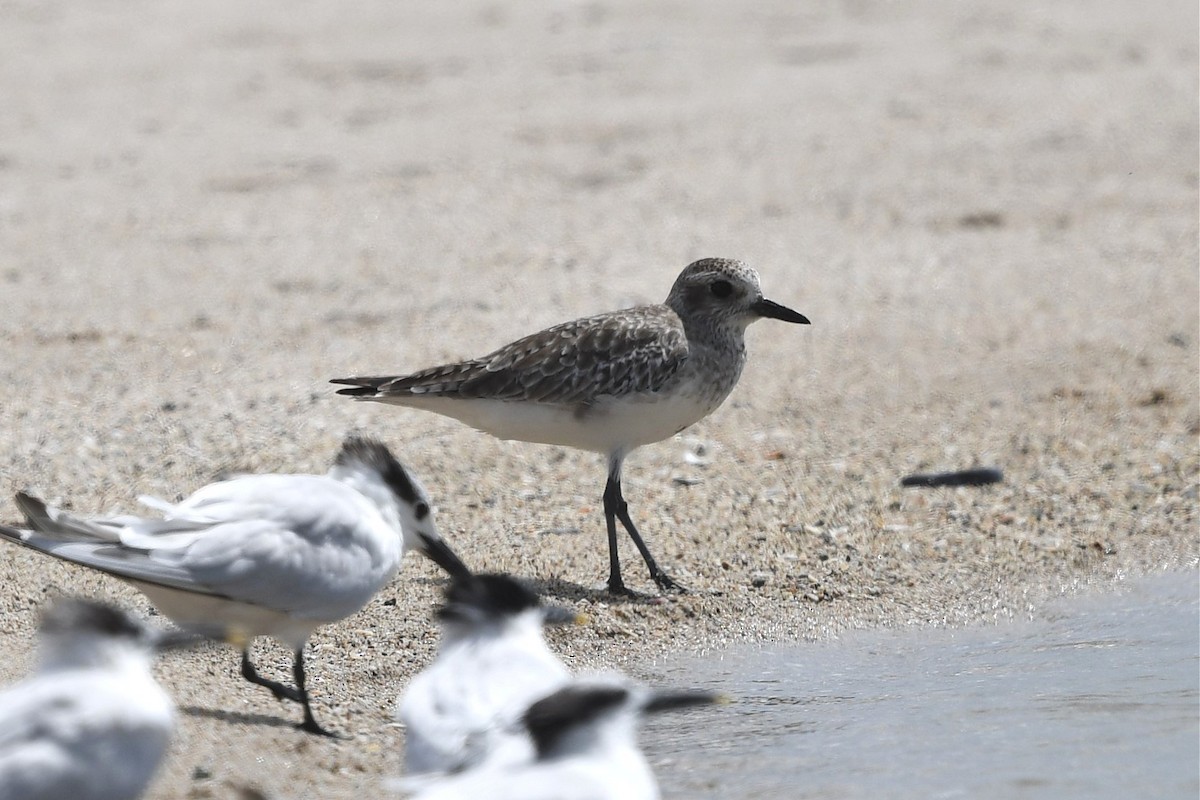 Black-bellied Plover - ML550408721