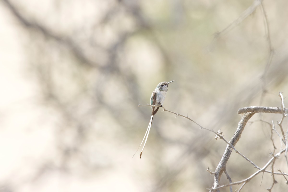 Peruvian Sheartail - ML550409151