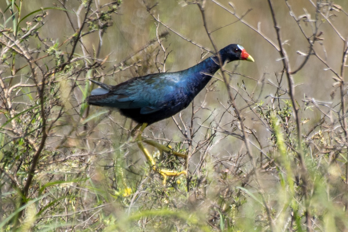 Purple Gallinule - Luiz Carlos Ramassotti