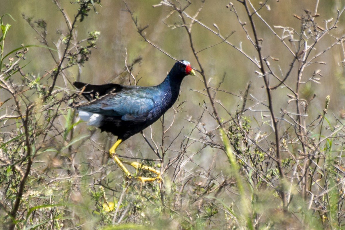 Purple Gallinule - ML550409231