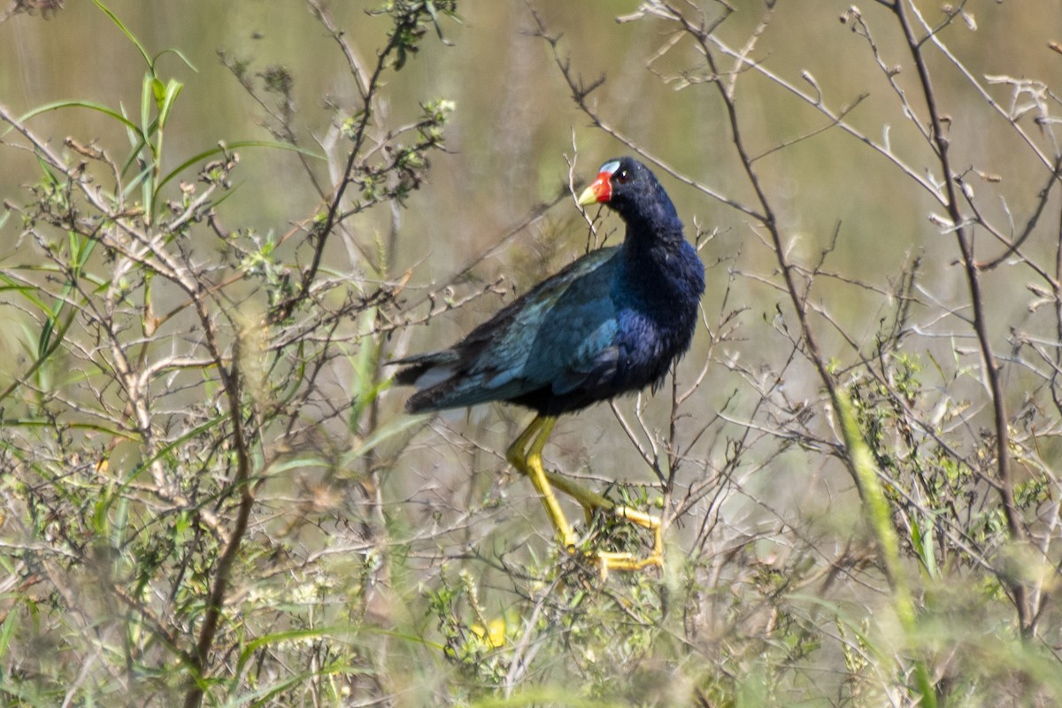 Purple Gallinule - ML550409241