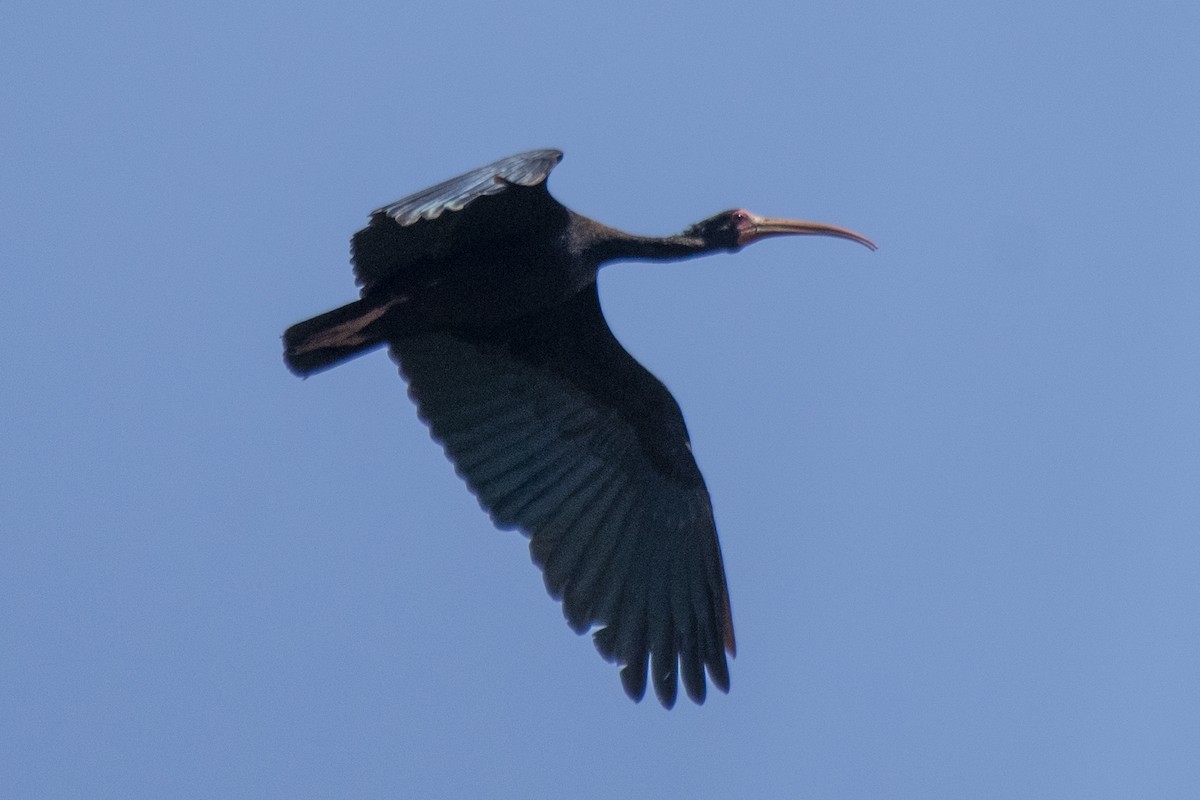 Bare-faced Ibis - ML550409761