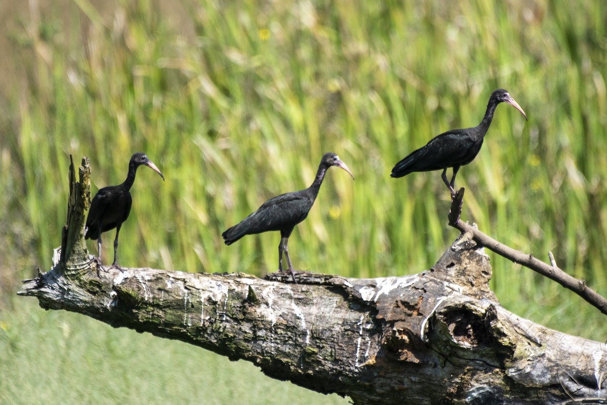 Bare-faced Ibis - Luiz Carlos Ramassotti