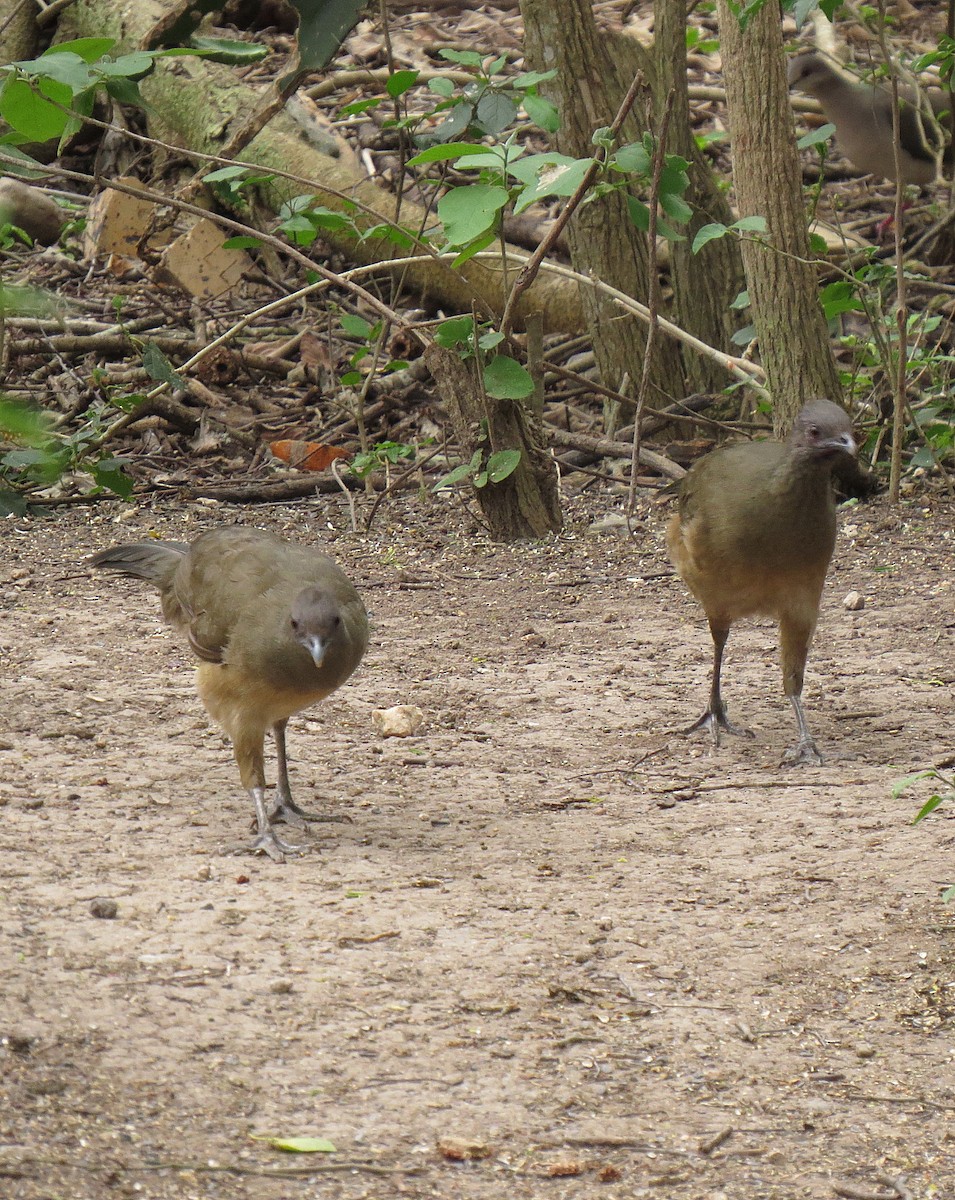 Plain Chachalaca - ML55041041