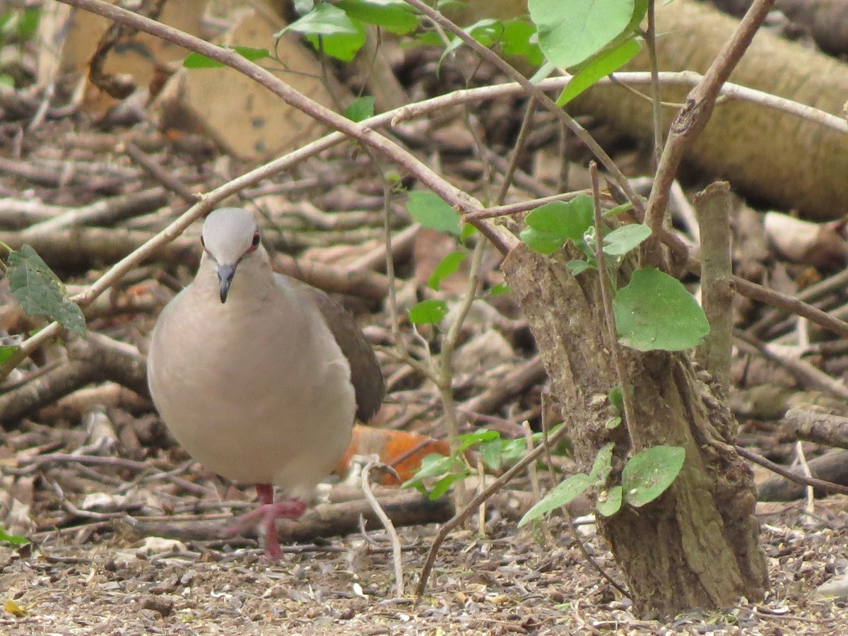 White-tipped Dove - ML55041151