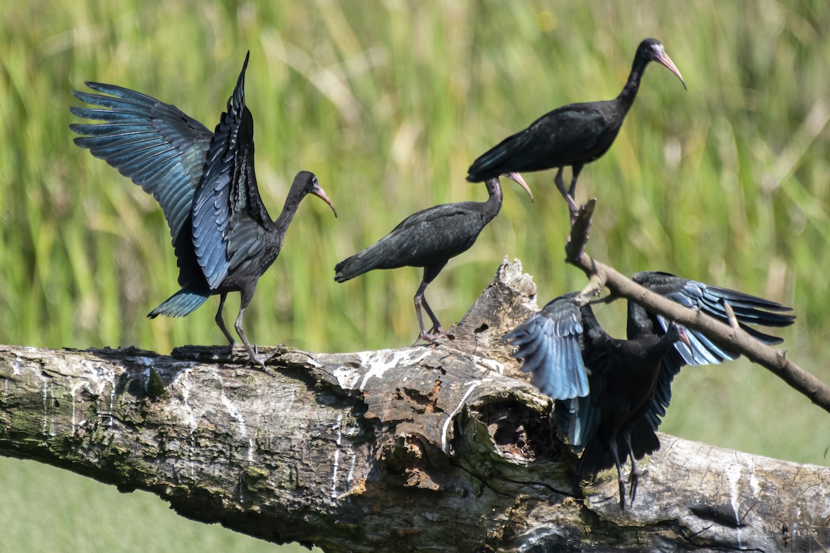 Bare-faced Ibis - ML550411801