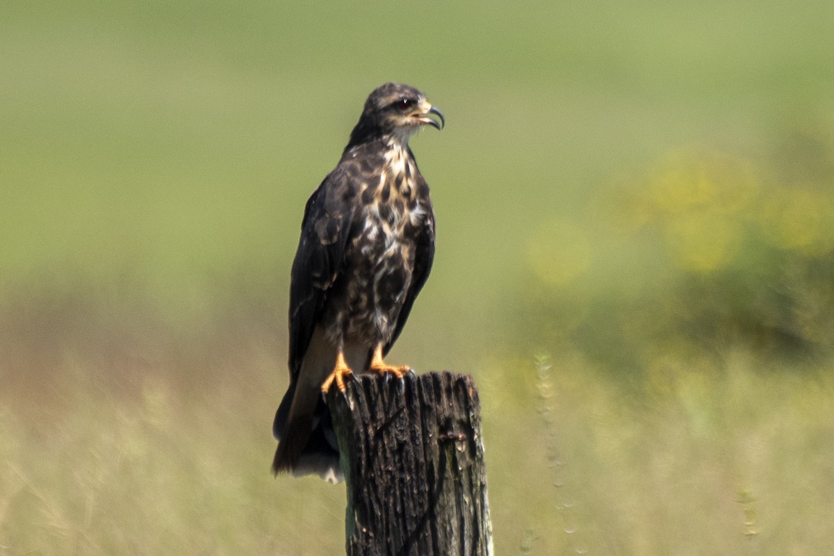 Snail Kite - ML550411981