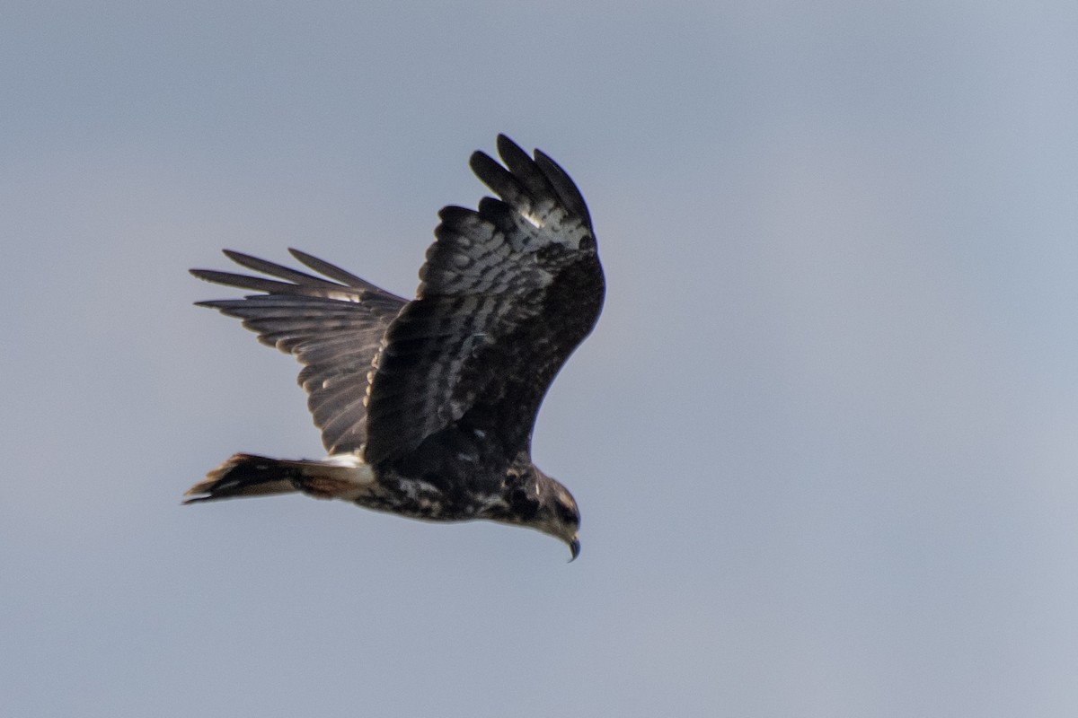 Snail Kite - ML550411991