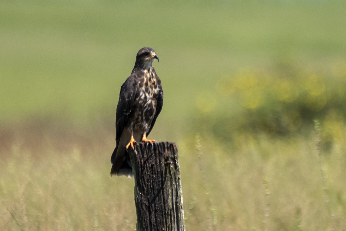 Snail Kite - ML550412001