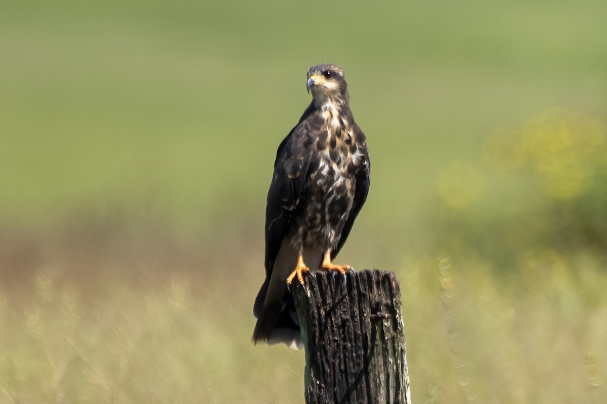 Snail Kite - ML550412011