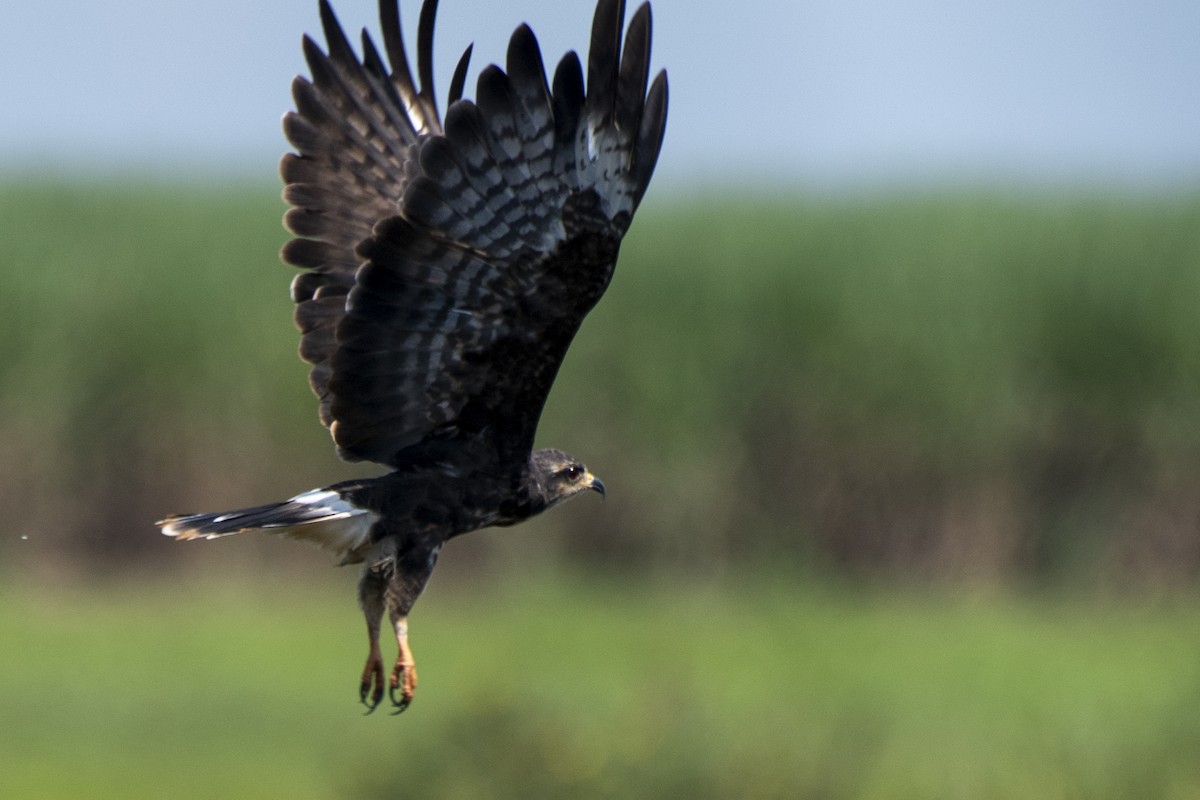 Snail Kite - ML550412021