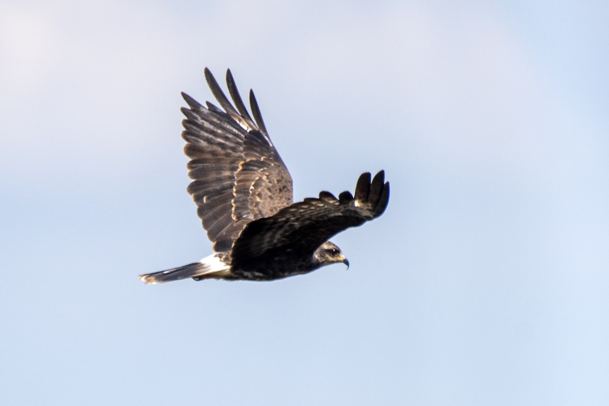 Snail Kite - ML550412031