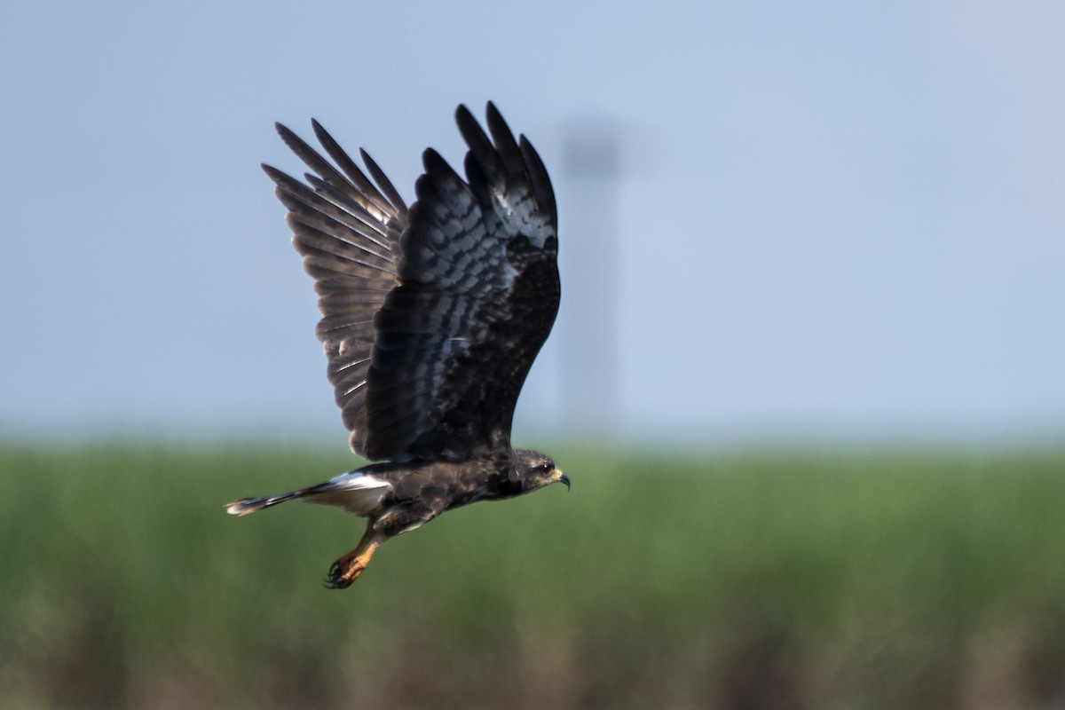 Snail Kite - ML550412041