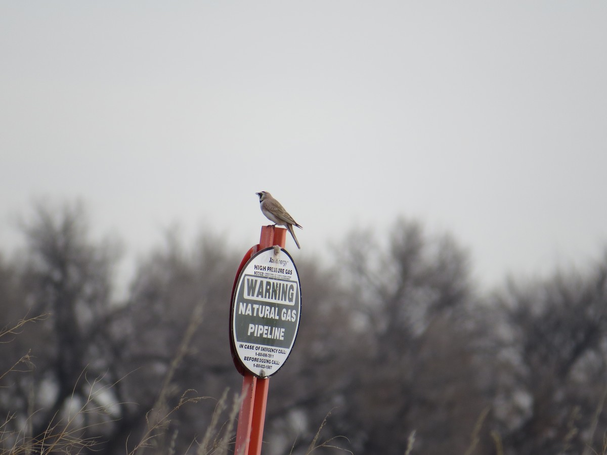 Horned Lark - ML55041231