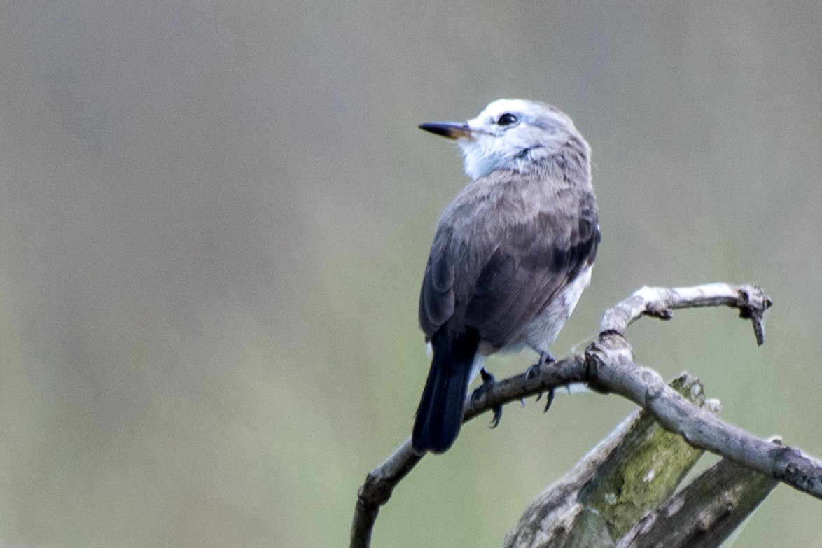 White-headed Marsh Tyrant - ML550412351