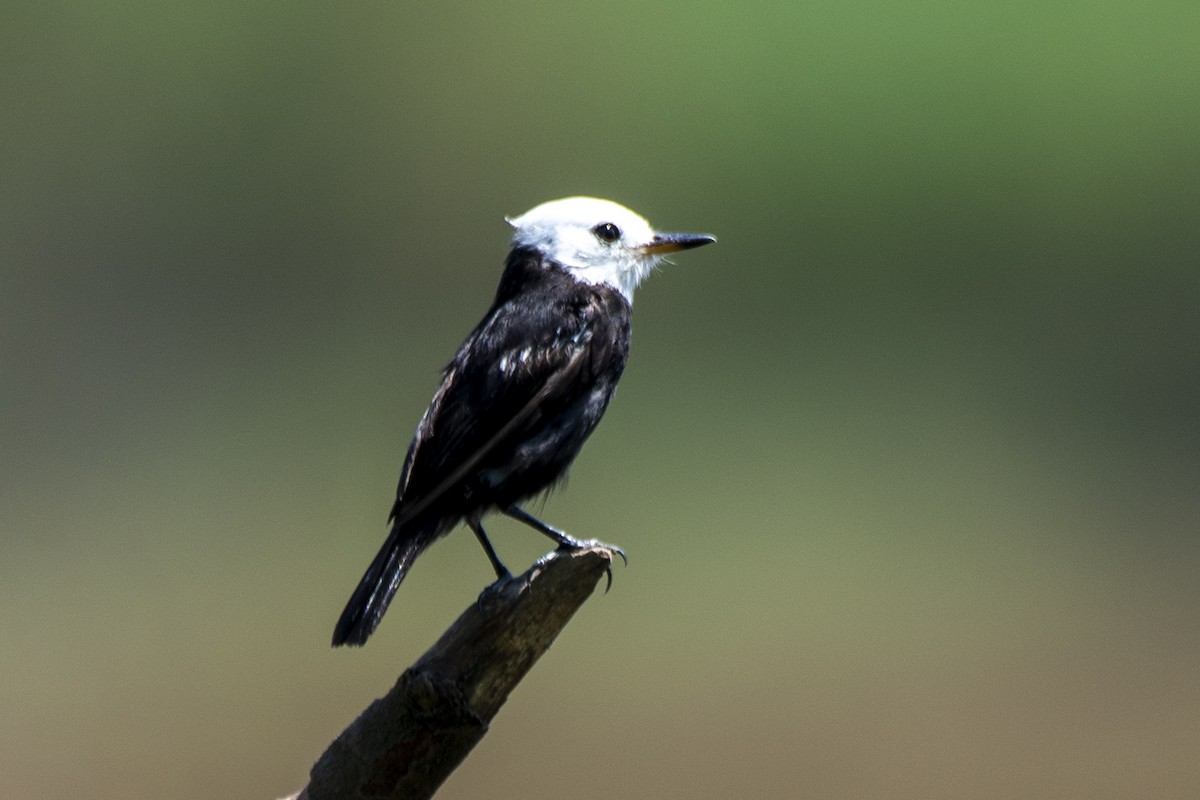 White-headed Marsh Tyrant - ML550412361