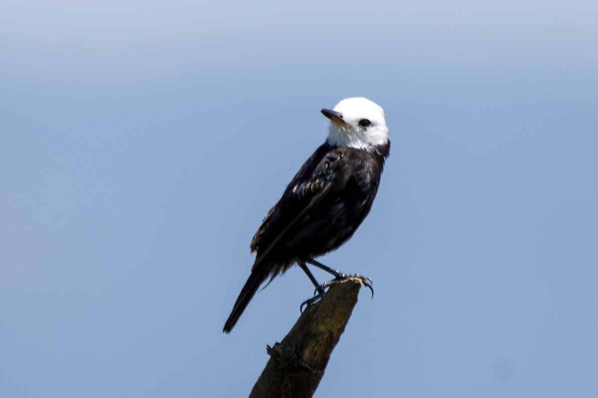 White-headed Marsh Tyrant - ML550412371