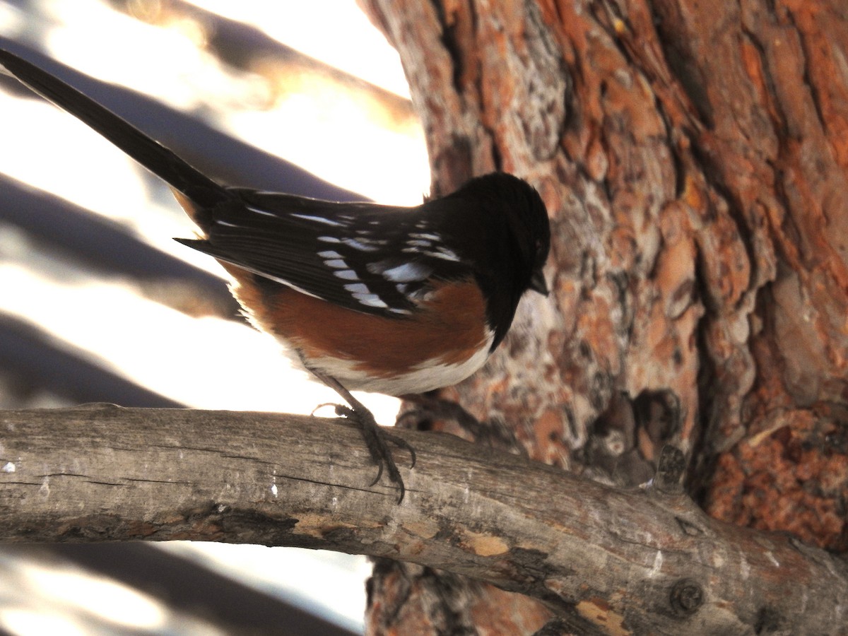 Spotted Towhee - ML550412801