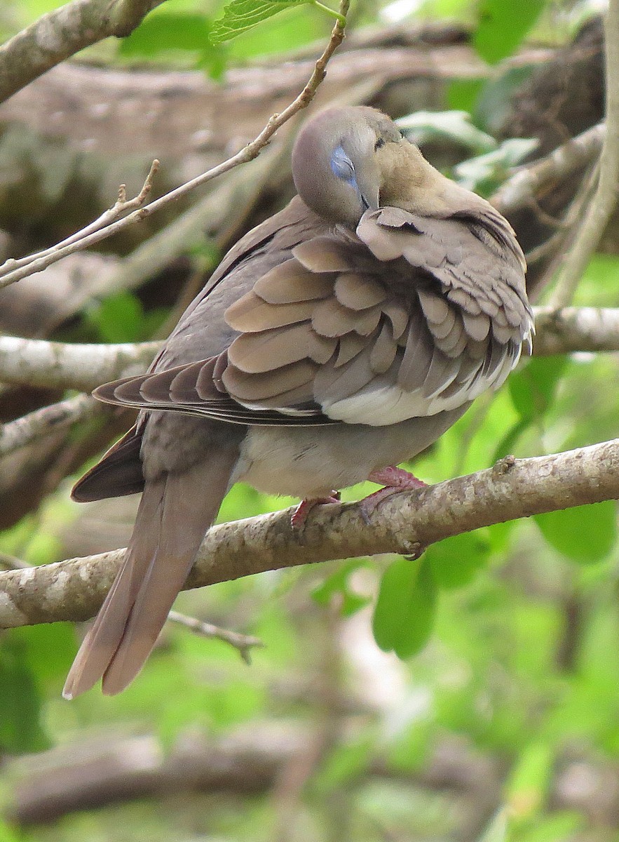 White-winged Dove - Marya Moosman