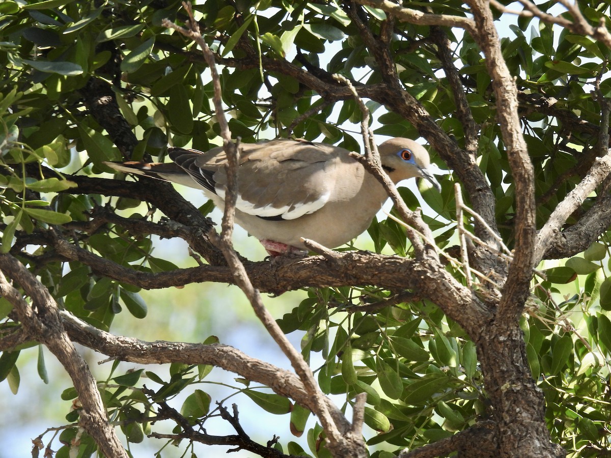 White-winged Dove - ML550414001