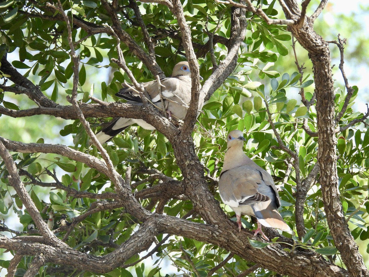 White-winged Dove - ML550414011