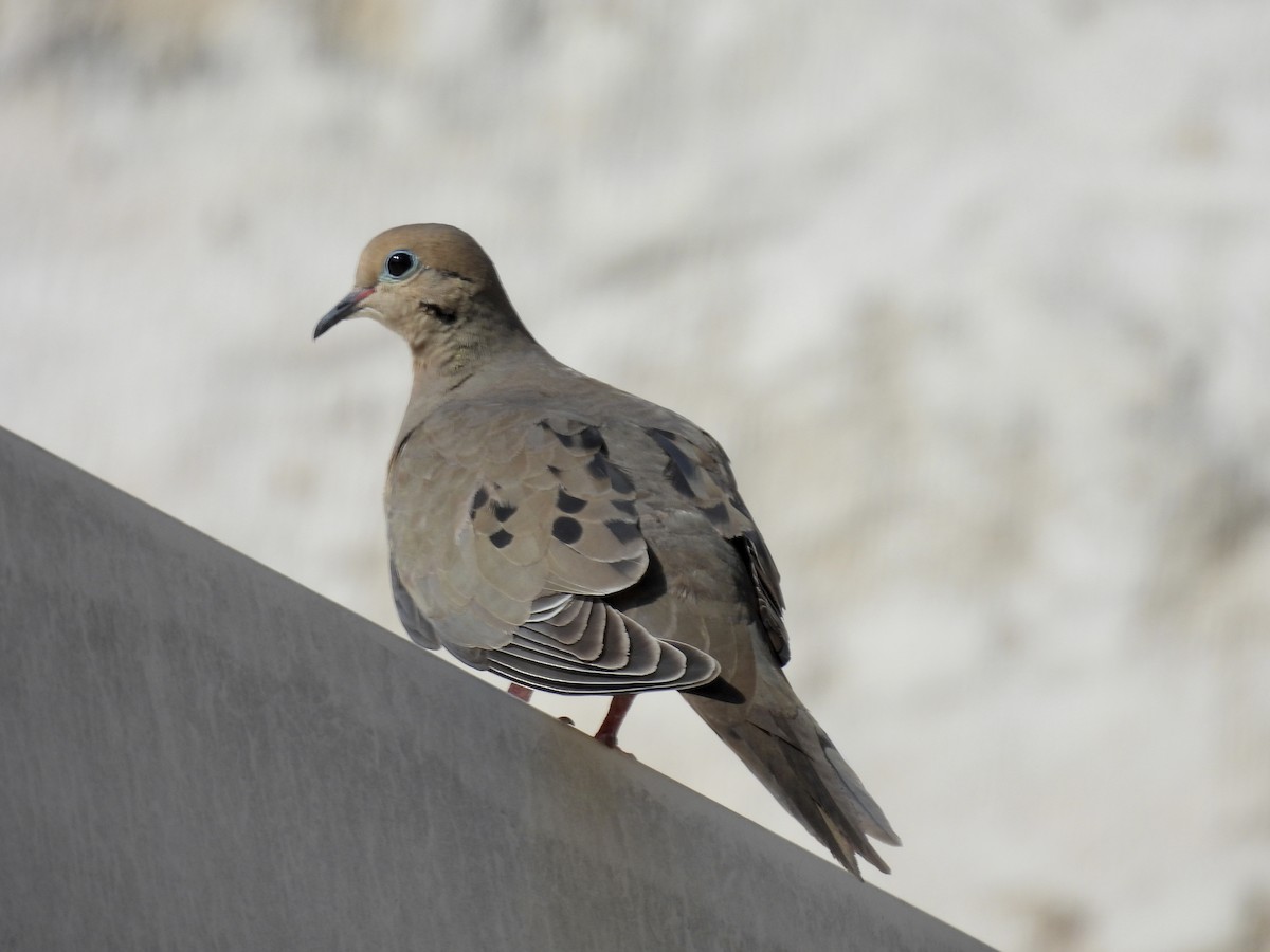 Mourning Dove - ML550414041