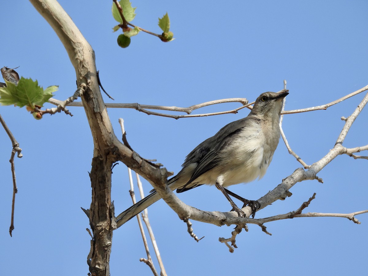 Northern Mockingbird - ML550414061