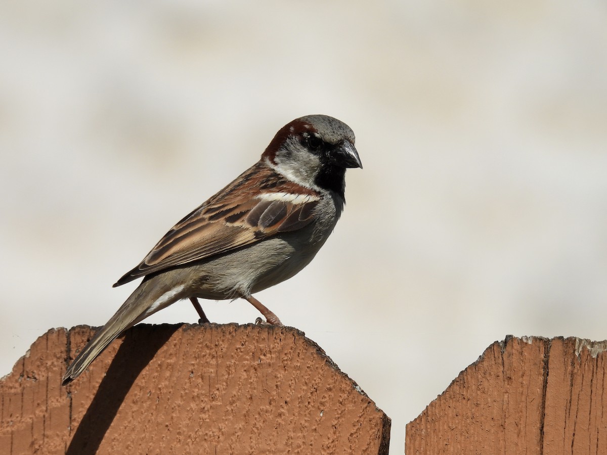 House Sparrow - ML550414091