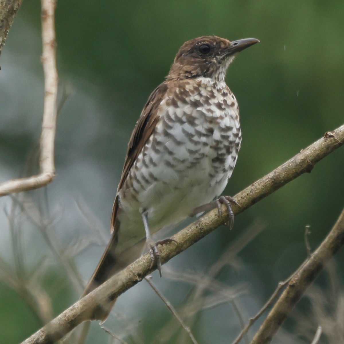 Marañon Thrush - ML550414621