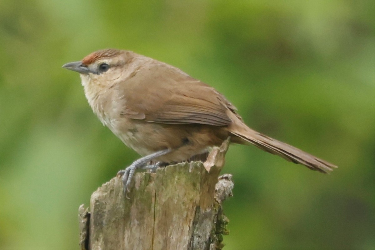 Rufous-fronted Thornbird (Rufous-fronted) - ML550415791