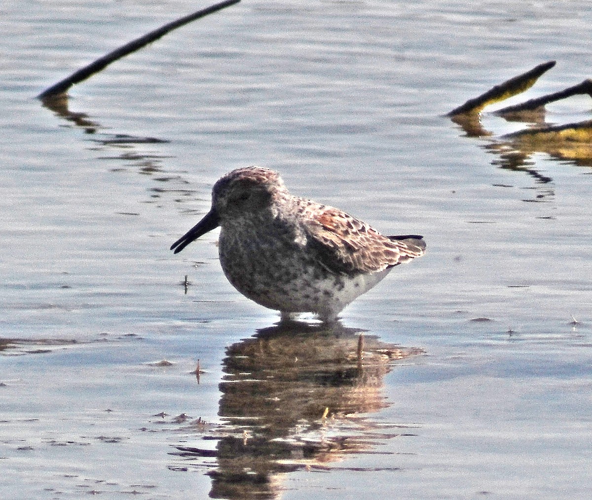 Western Sandpiper - ML55041691