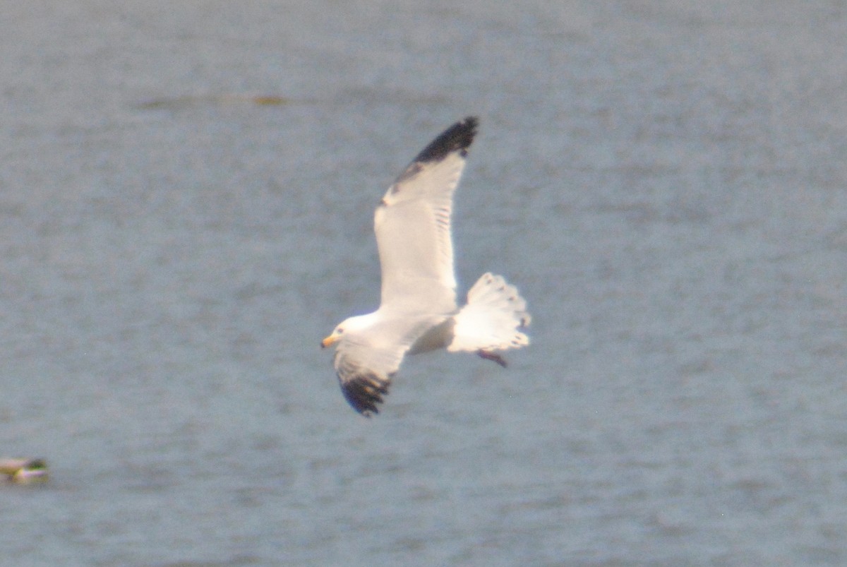 Ring-billed Gull - ML55041841