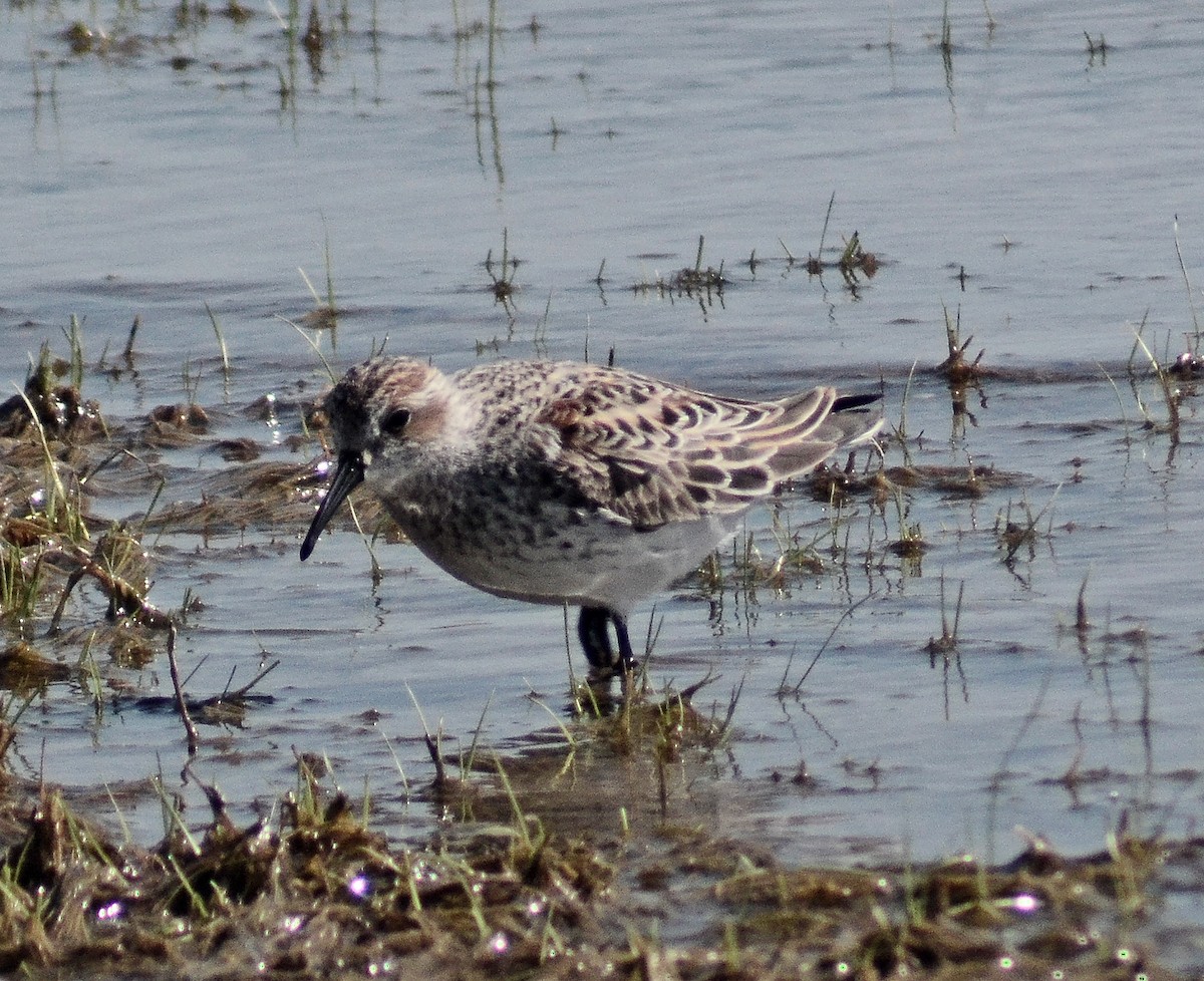 Western Sandpiper - ML55041851