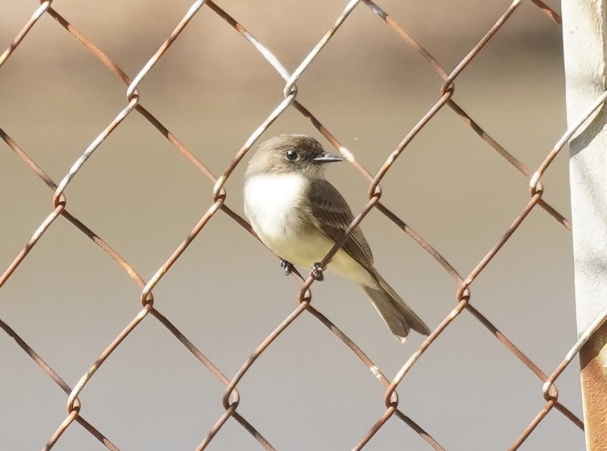 Eastern Phoebe - ML550418561