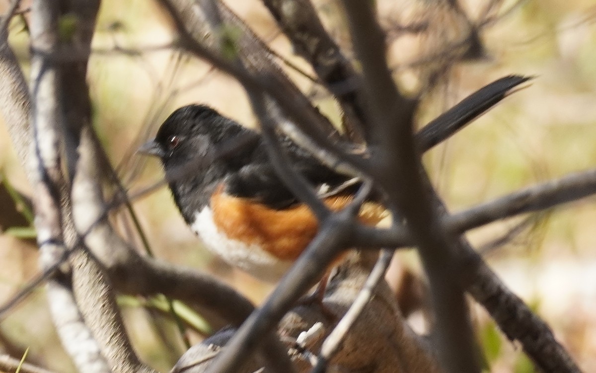 Eastern Towhee - ML550418811