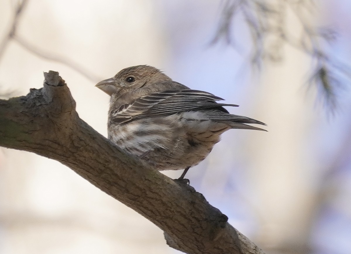 House Finch - ML550419861