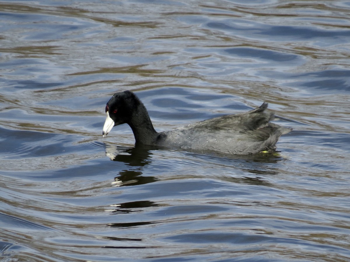 American Coot - ML550420231