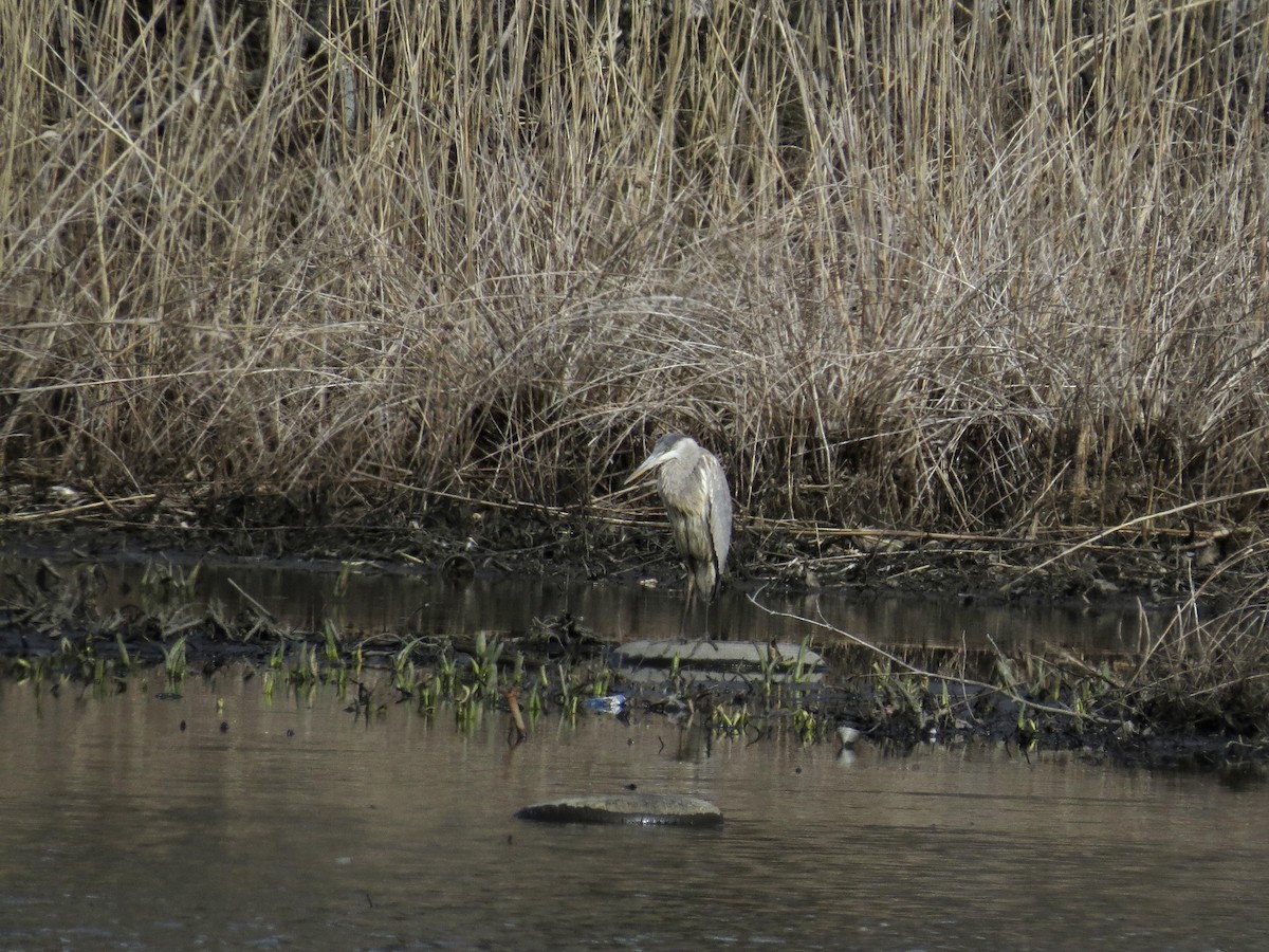 Great Blue Heron - ML550420591