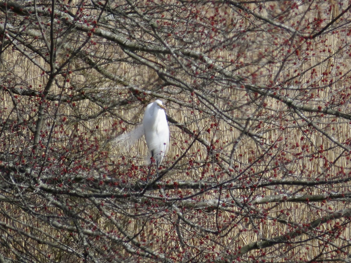 Great Egret - ML550420771