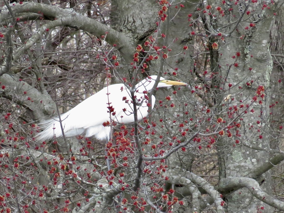 Great Egret - John Sampieri